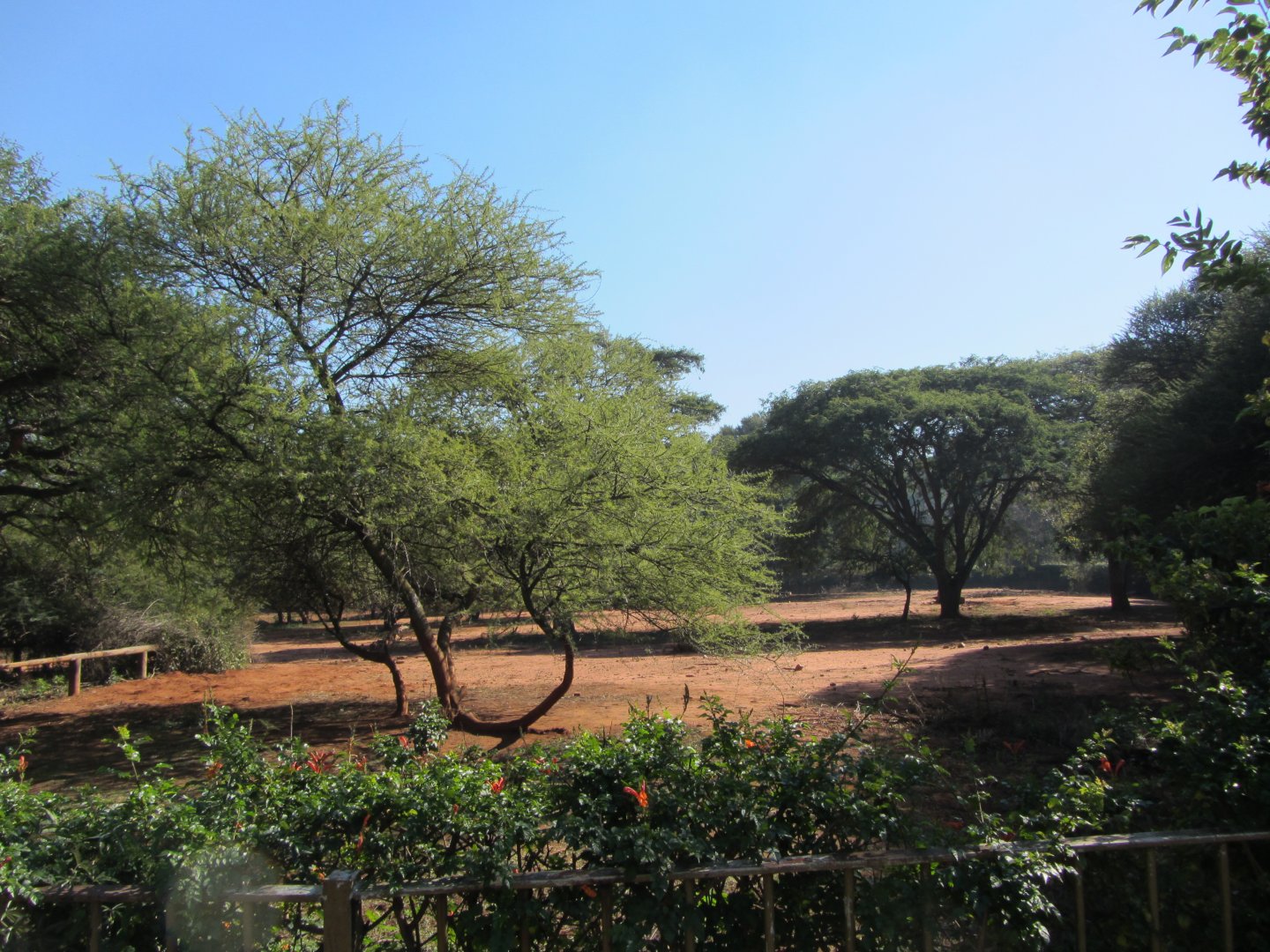 Large Mixed Species Yard