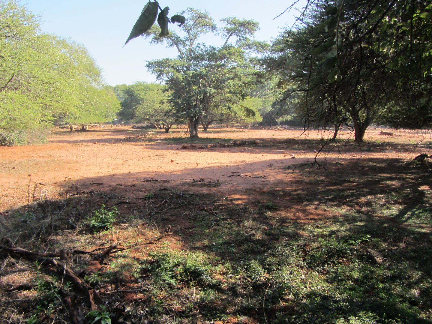 Large Mixed Species Yard