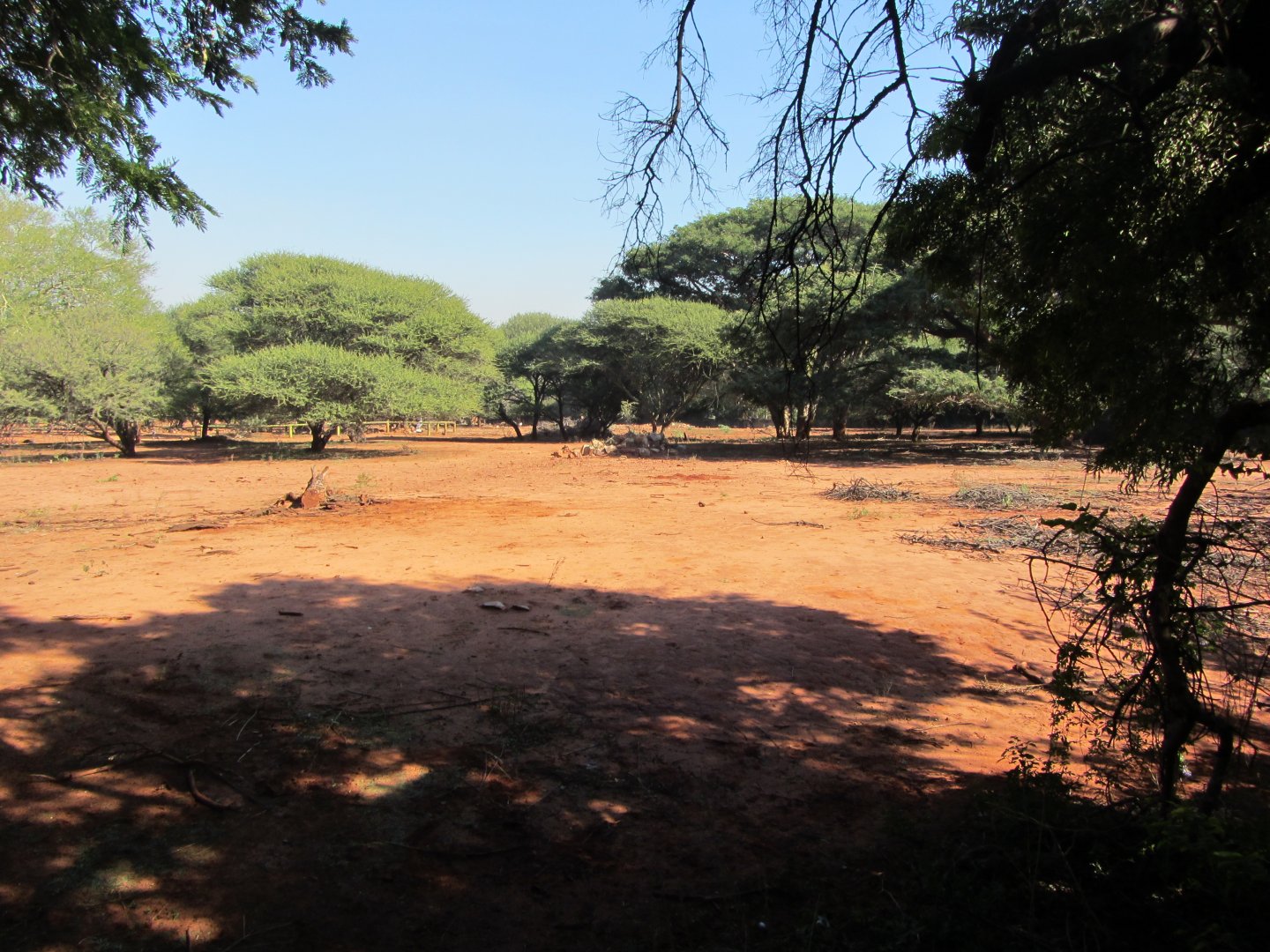 Large Mixed Species Yard