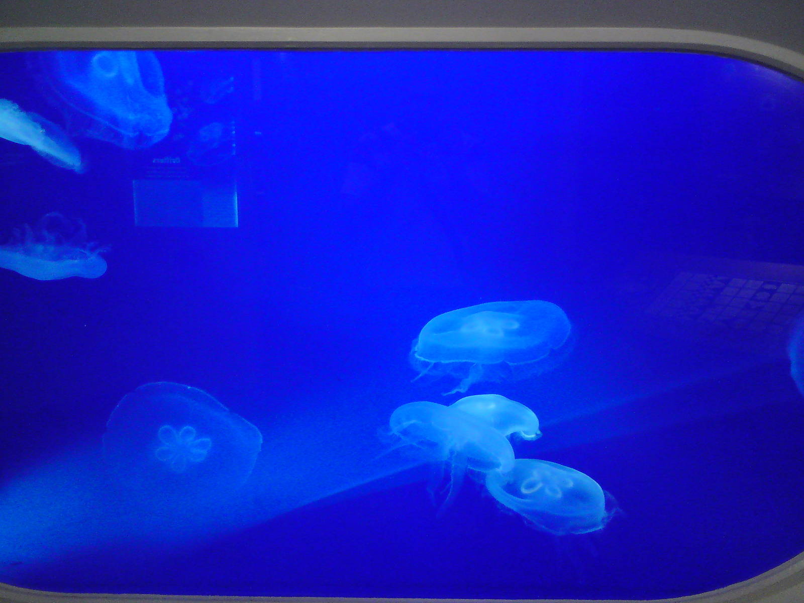 Large moon jellies