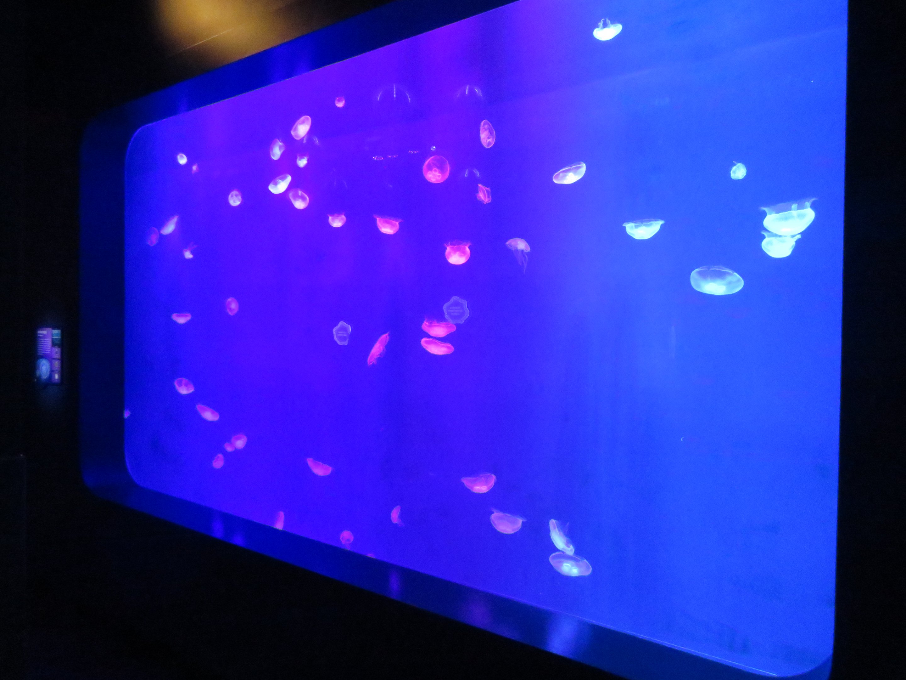 Large Moon Jelly Tank