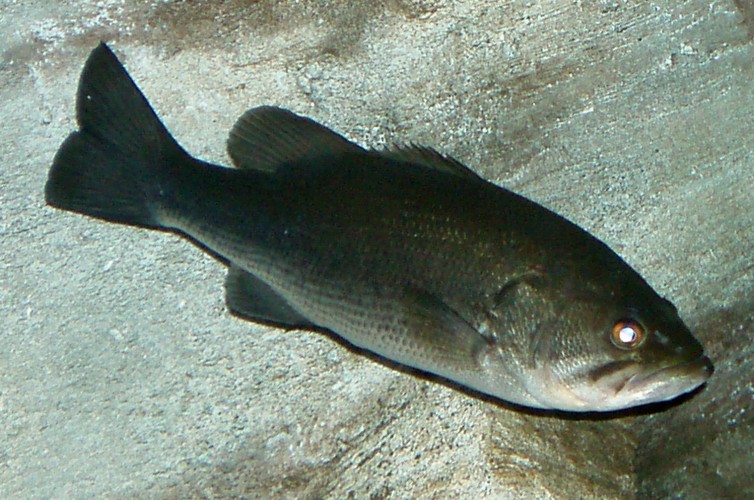 Large-mouth Blackbass (Micropterus salmoides)
