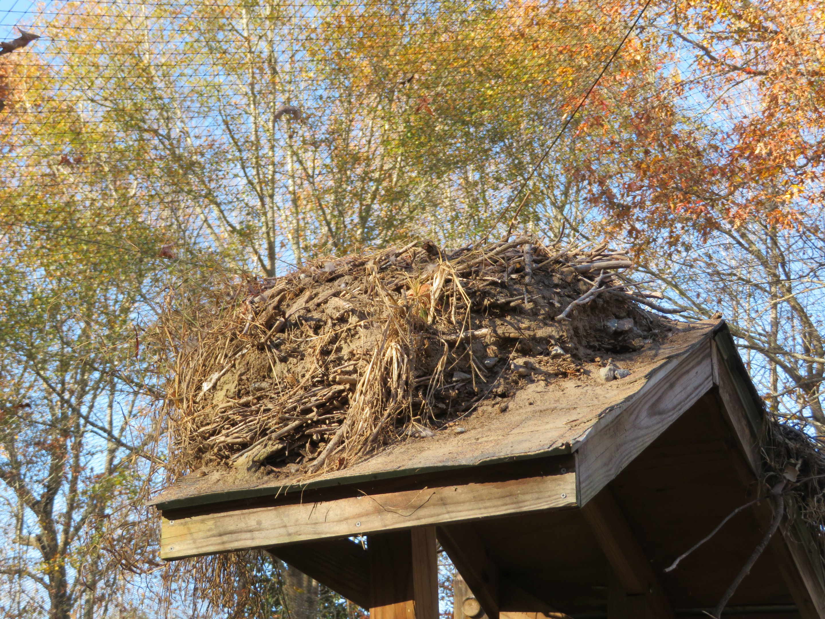 Large Nest on Signage Post