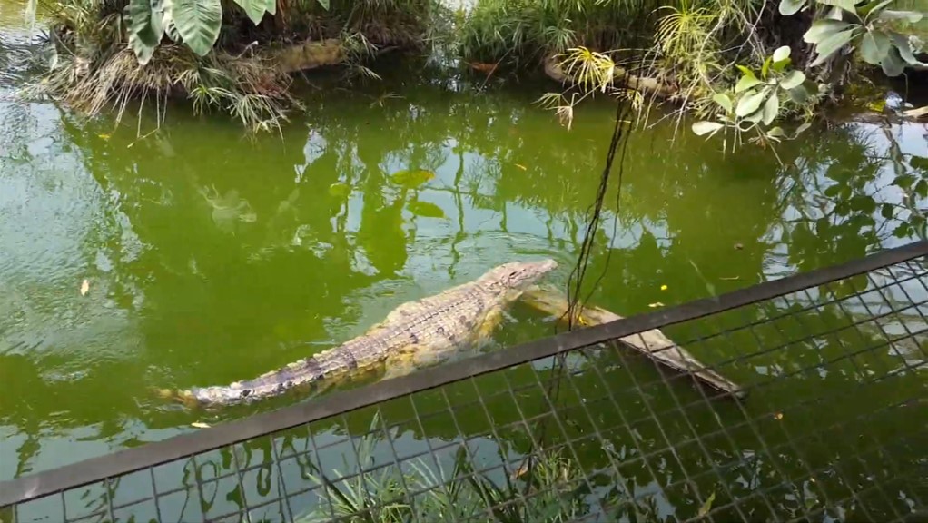 Large nile crocodile (Aug 2020)