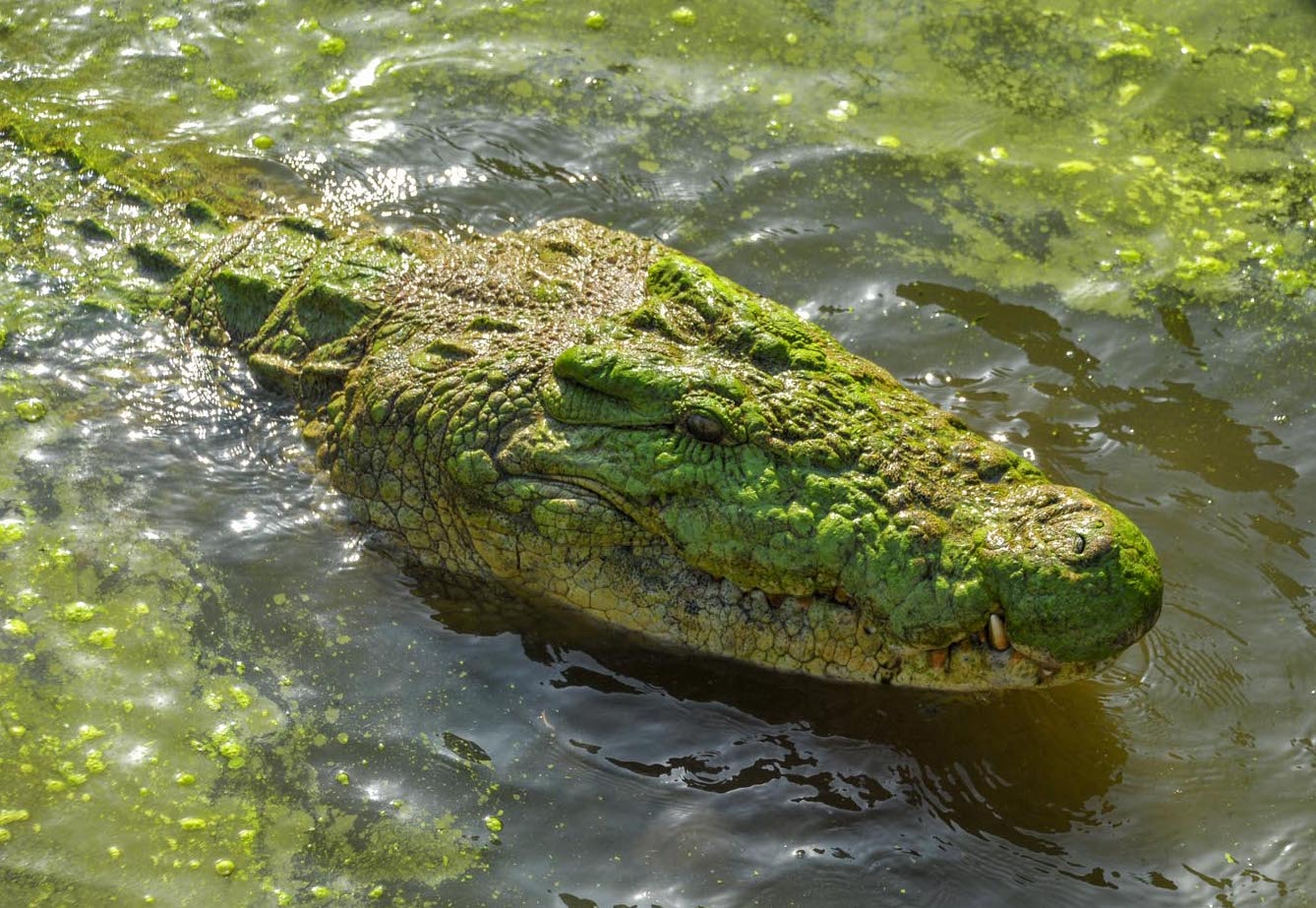 large Nile Crocodile (Crocodilus niloticus)