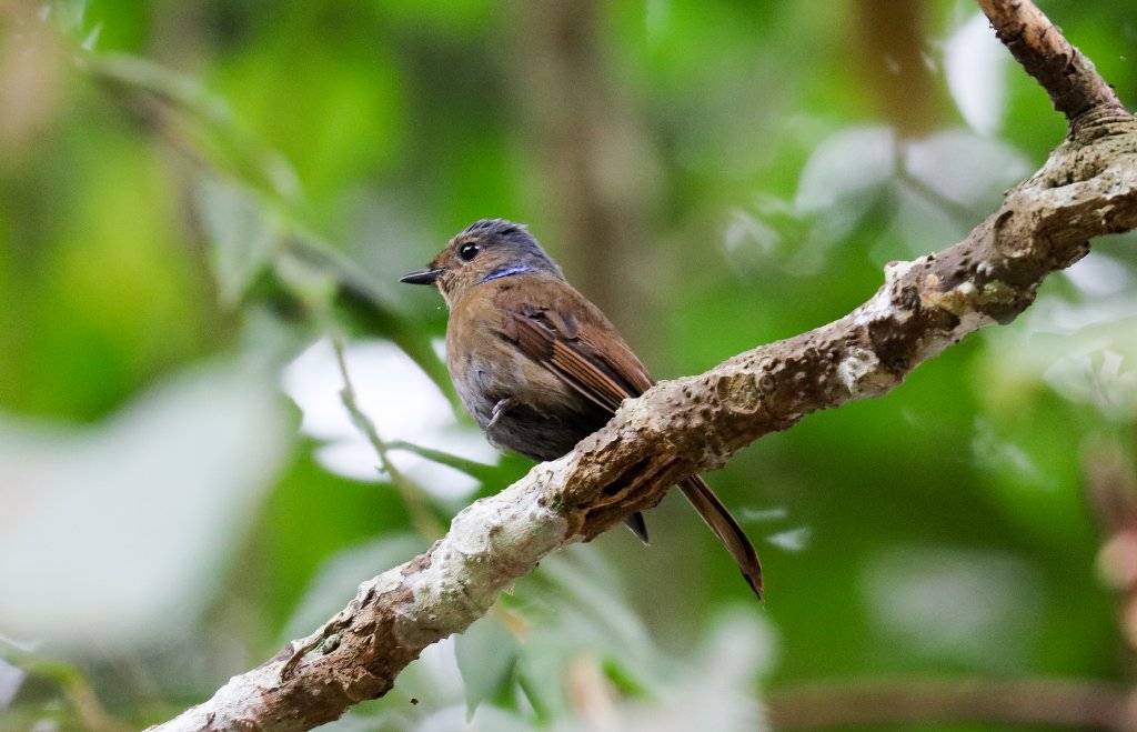 Large Niltava female