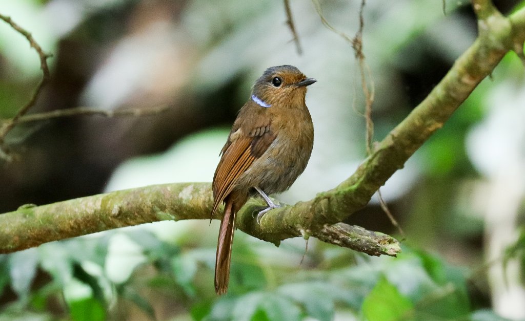 Large Niltava female