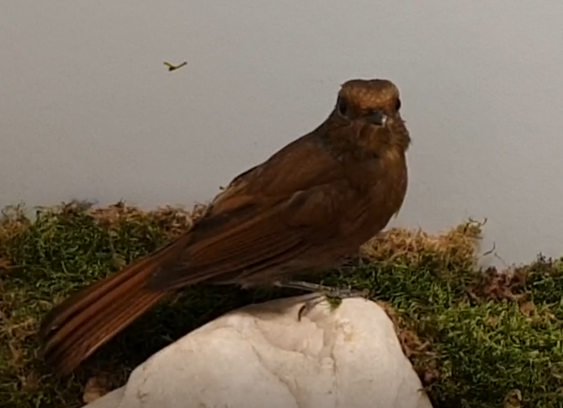 Large niltava - Niltava grandis - female