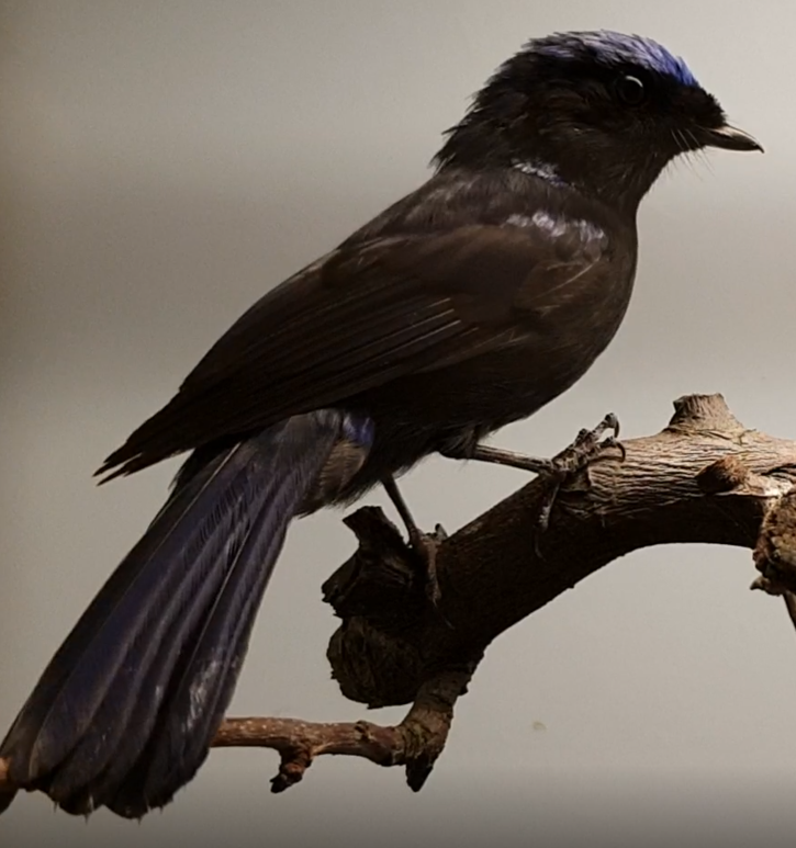 Large niltava - Niltava grandis - male
