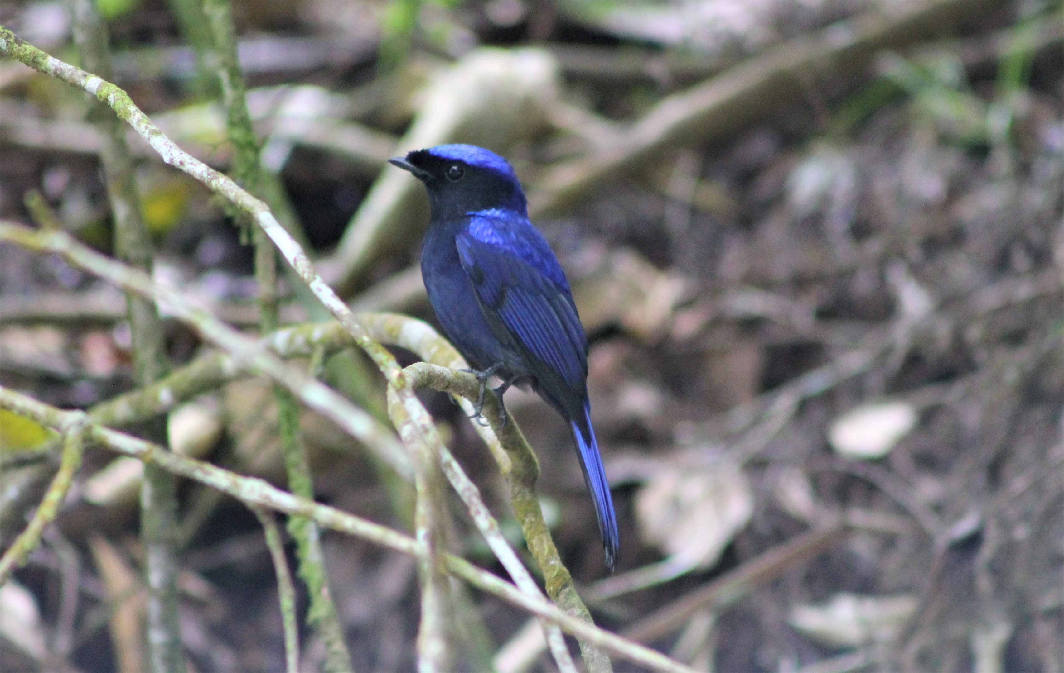 Large Niltava (Niltava grandis)