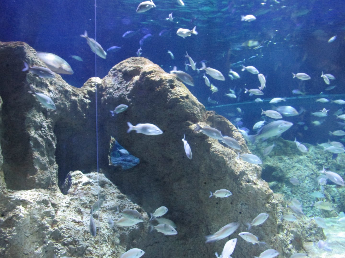 large ocean tank