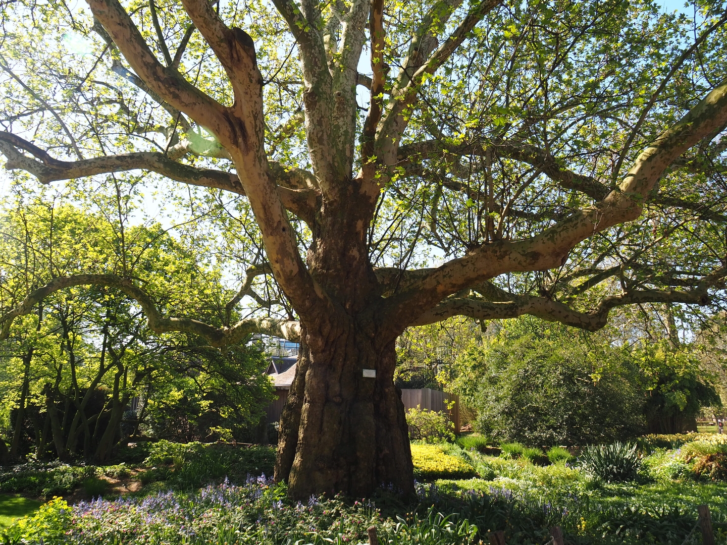 Large old London plane tree (Platanus x acerifolia), 2019-04-20