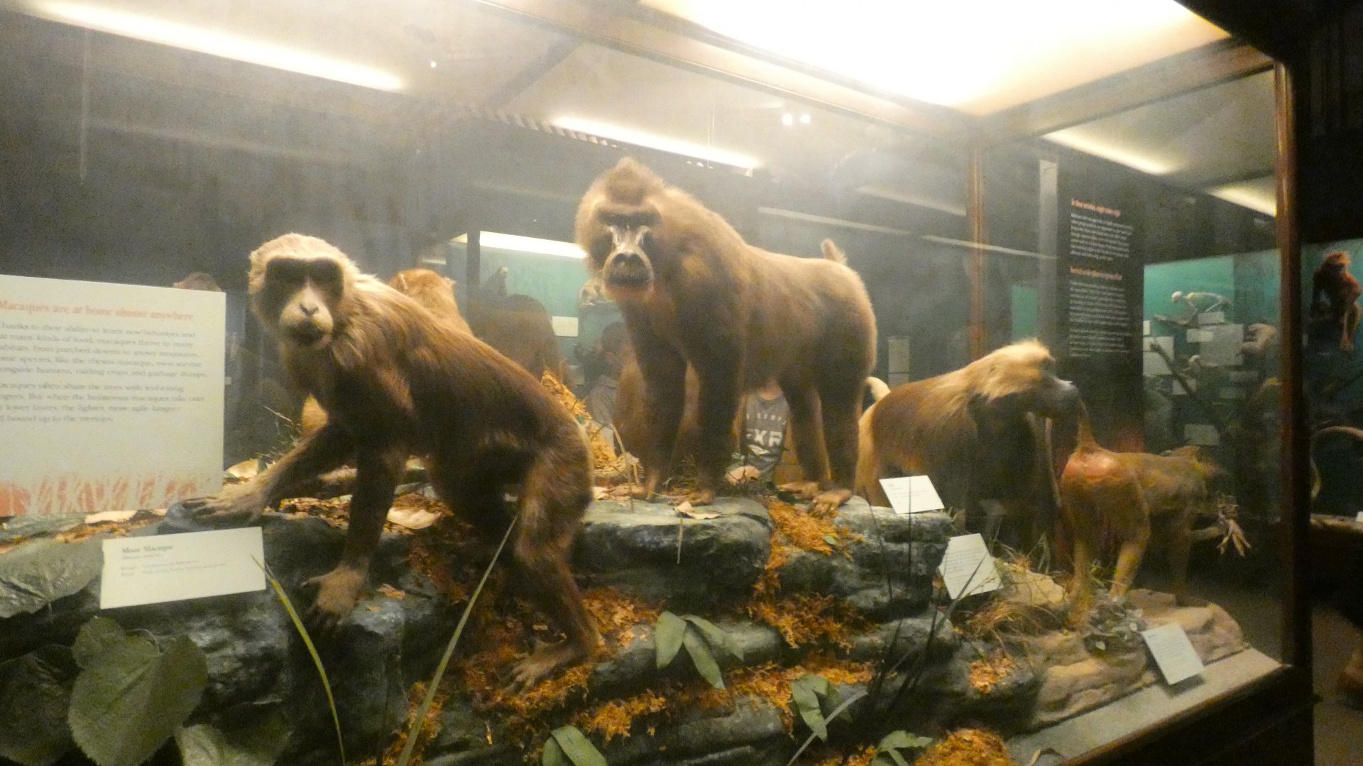 Large Old World Moneys, Animal Groups - Feb. 2022