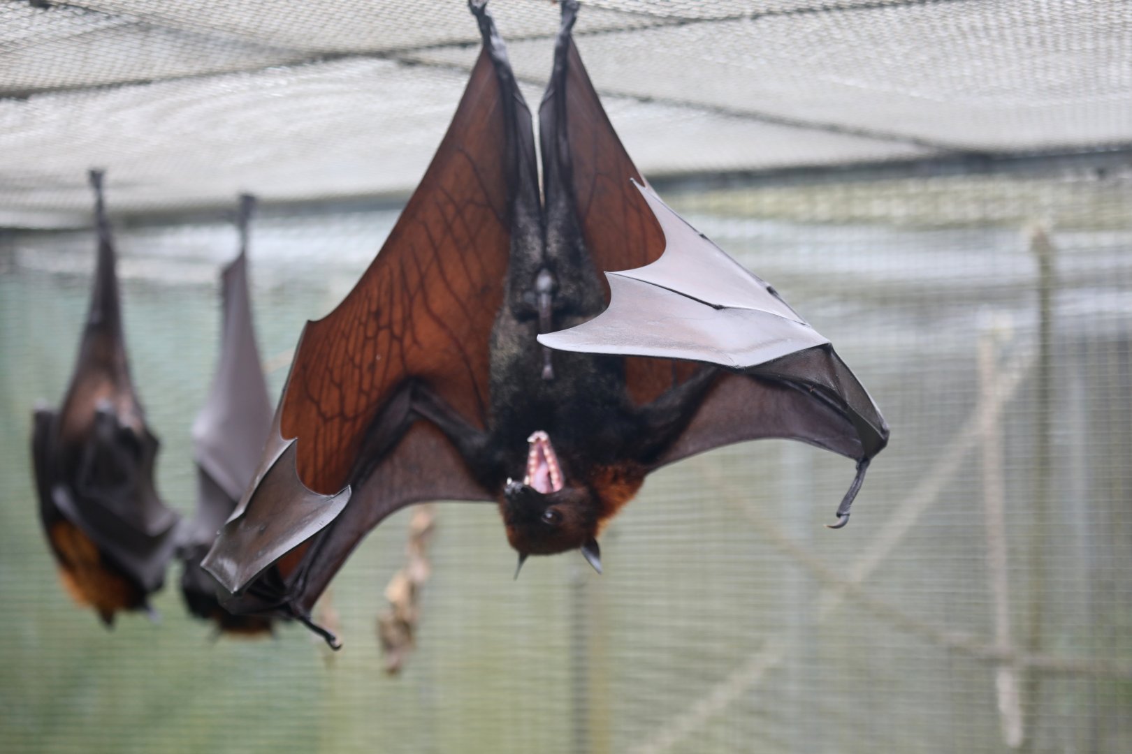 Large or Malayan flying fox (Pteropus vampyrus)