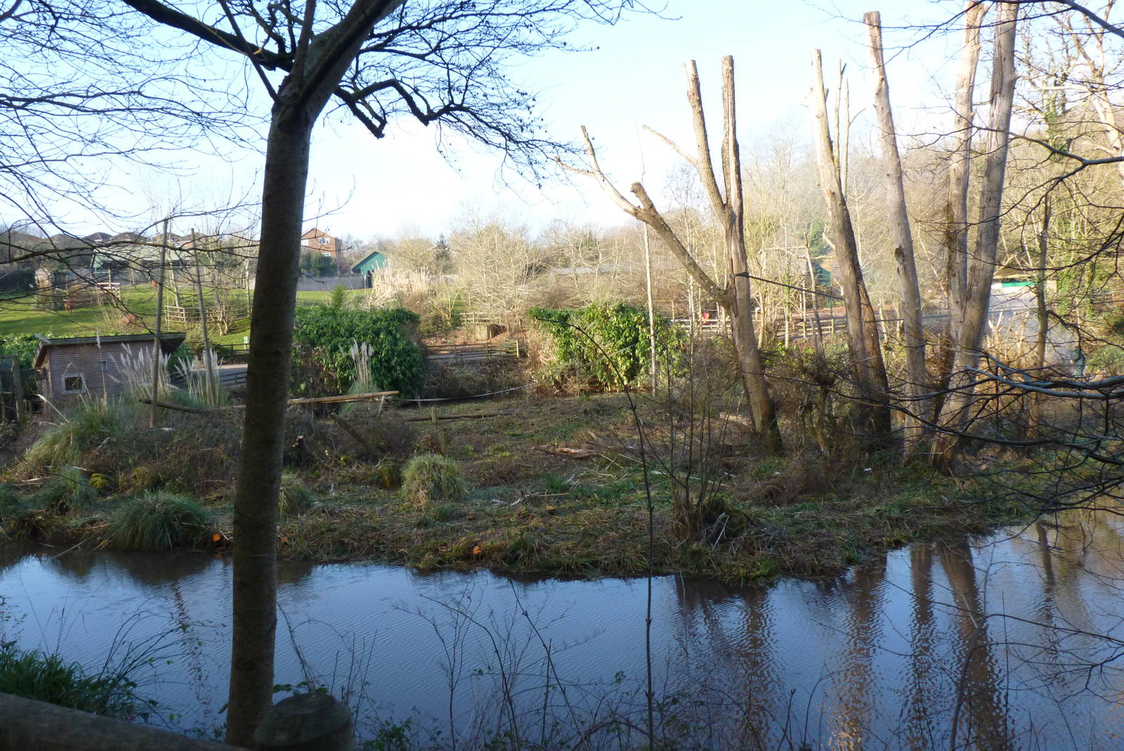 Large Orangutan Island, February 2015 #2