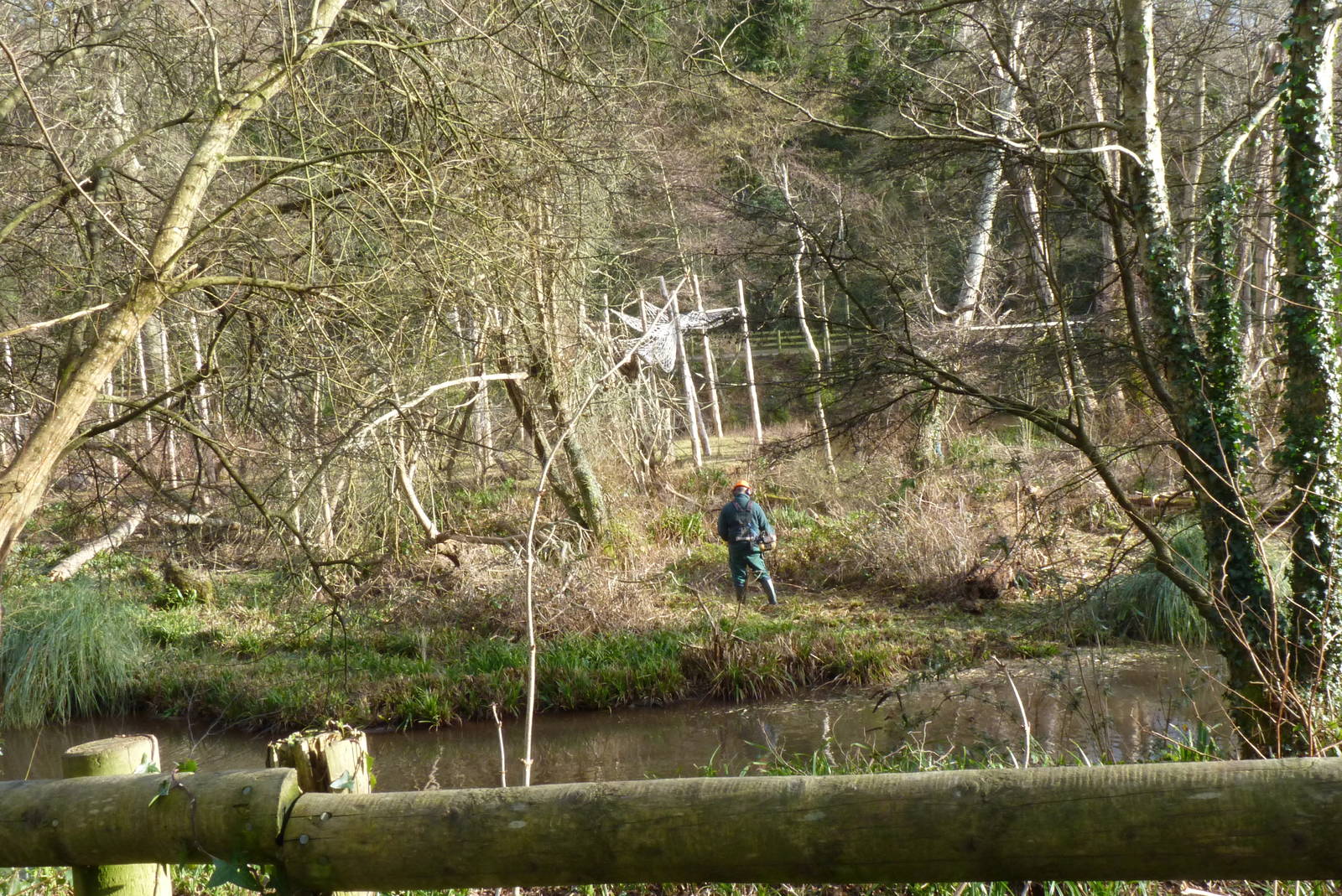 Large orangutan Island, February 2015