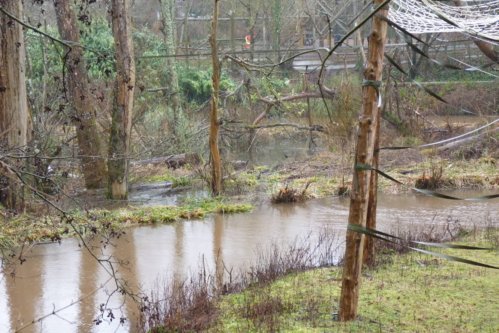 Large Orangutan Island, February 2015