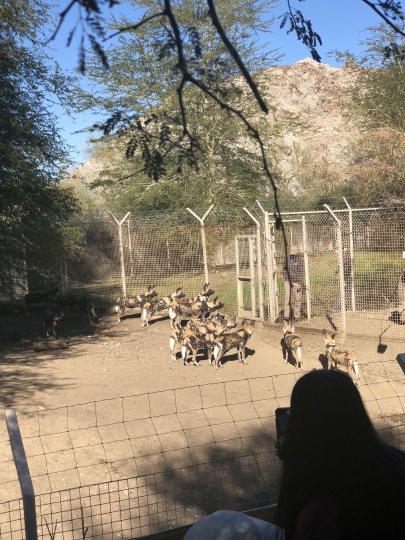 Large Pack of Wild Dogs