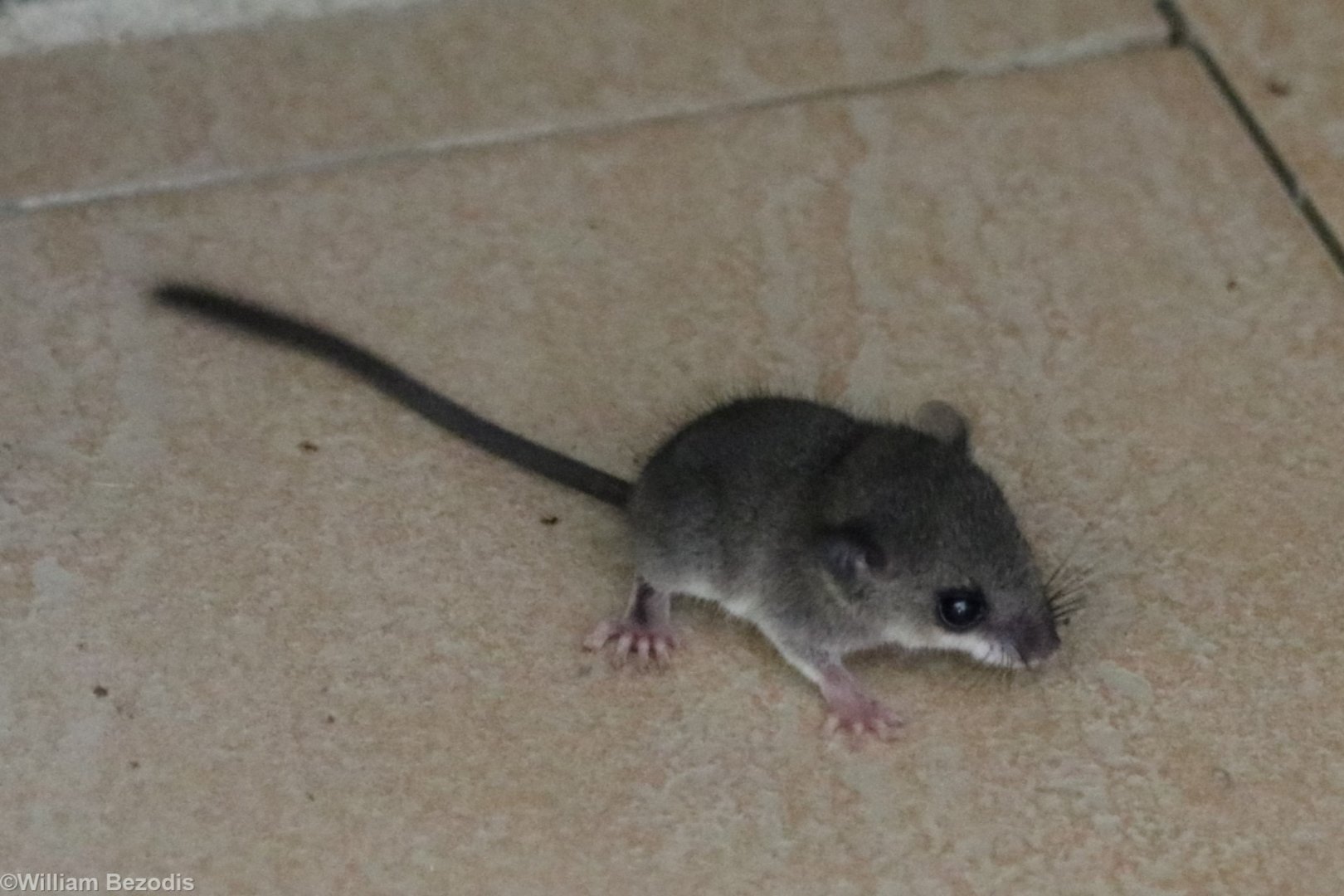 Large Pencil-tailed Tree Mouse - Sepilok