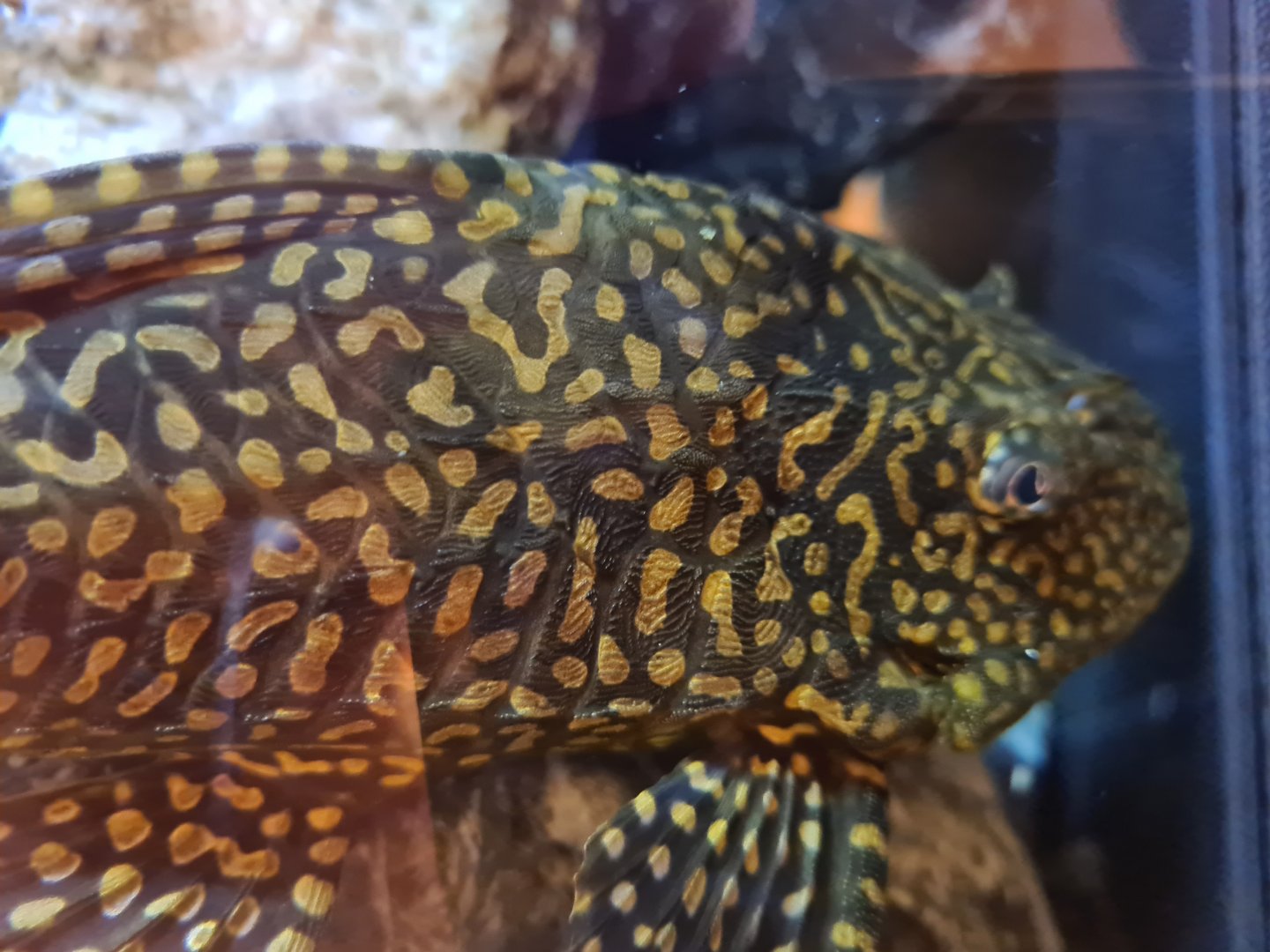 Large pleco