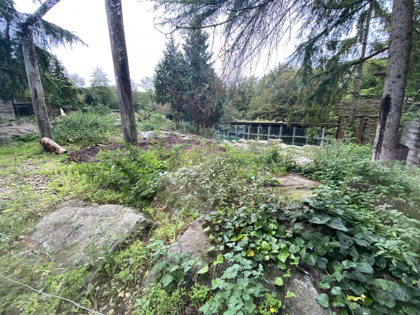 Large polar bear exhibit