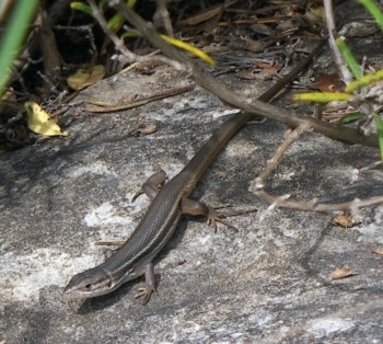 Large Psammodromus (Psammodromus algirus)
