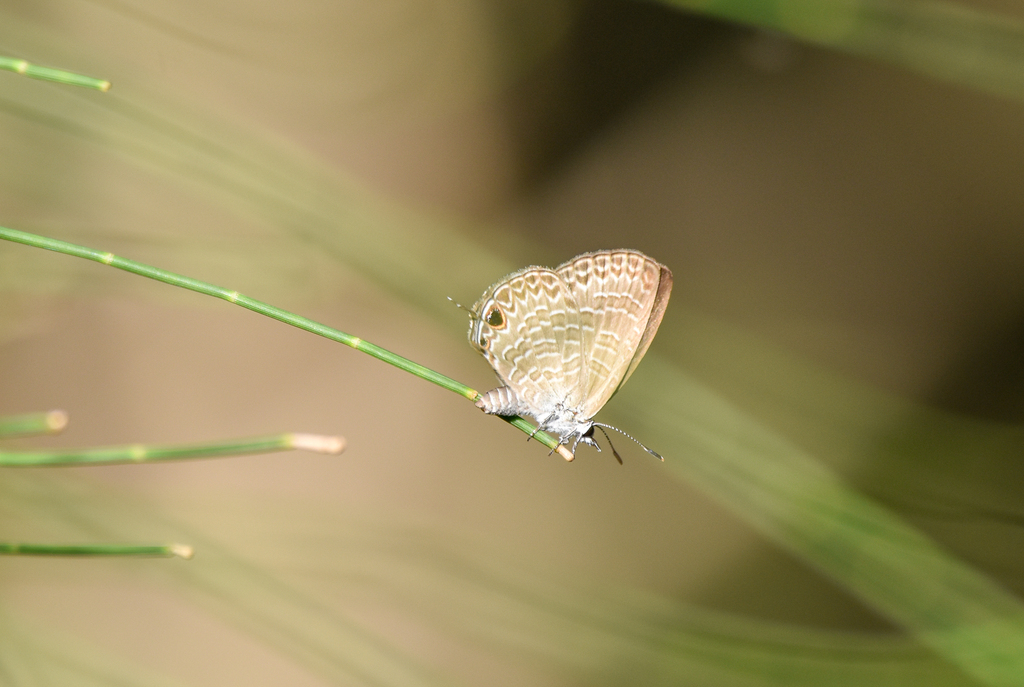 Large Purple Line-Blue, Nacaduba berenice