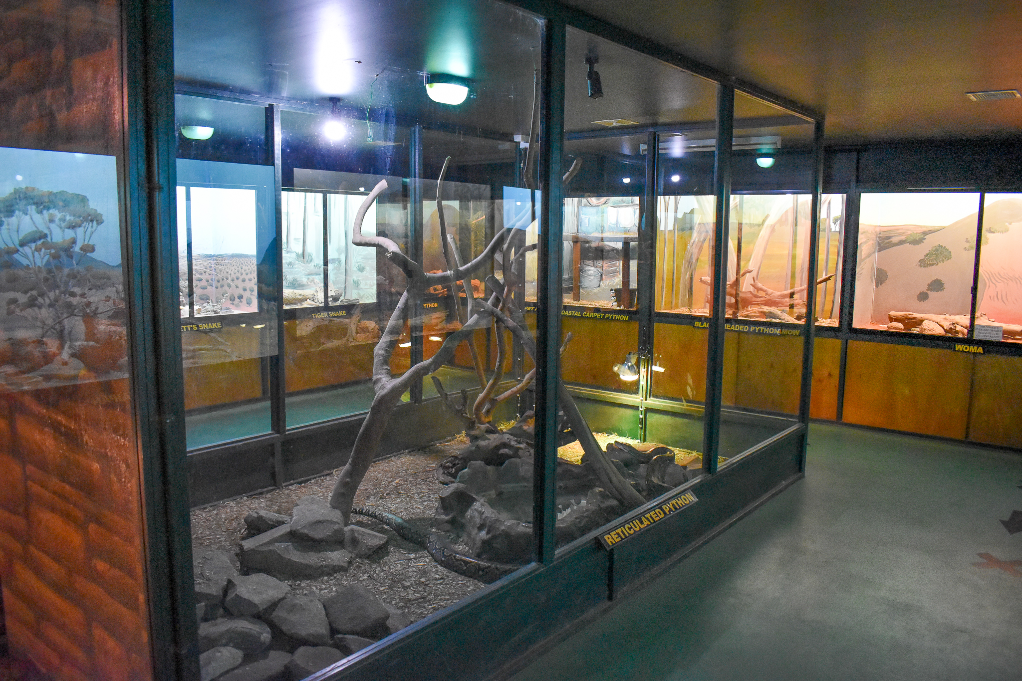 Large Python Enclosures