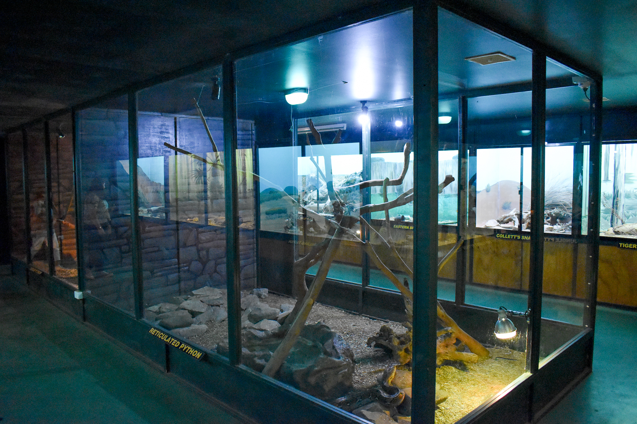 Large Python Enclosures