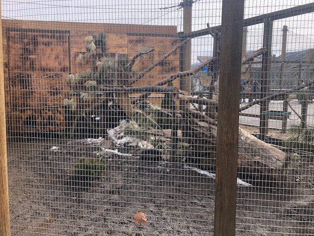 Large Raccoon exhibit