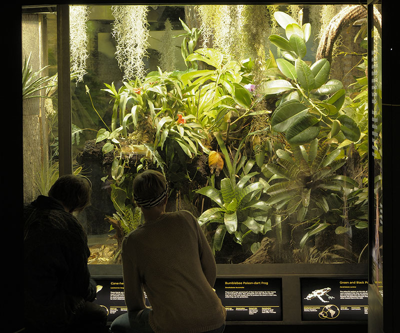 Large rainforest exhibit
