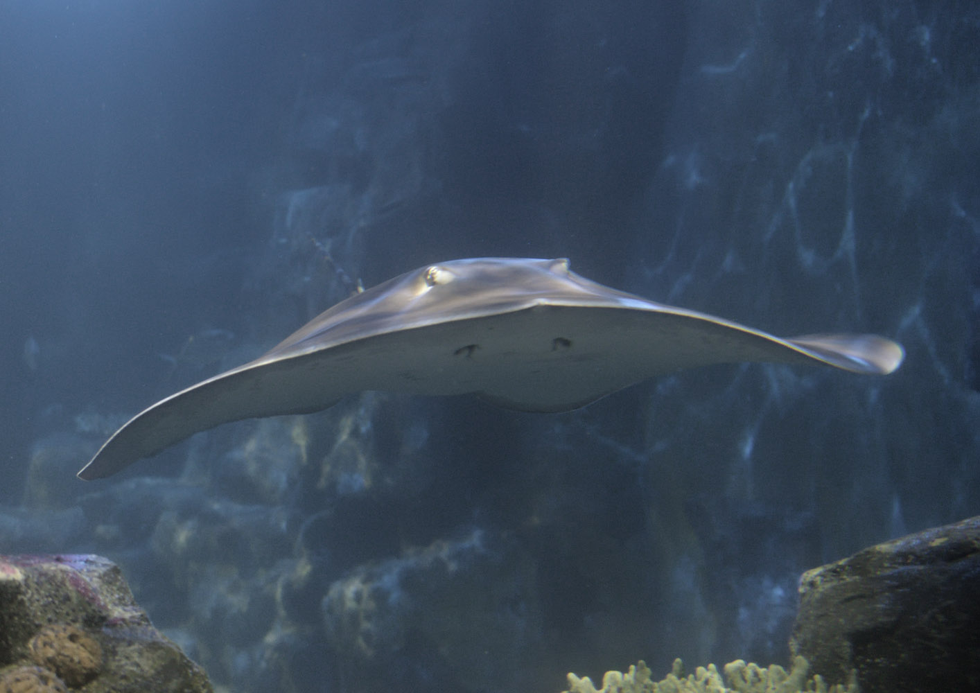 Large ray species