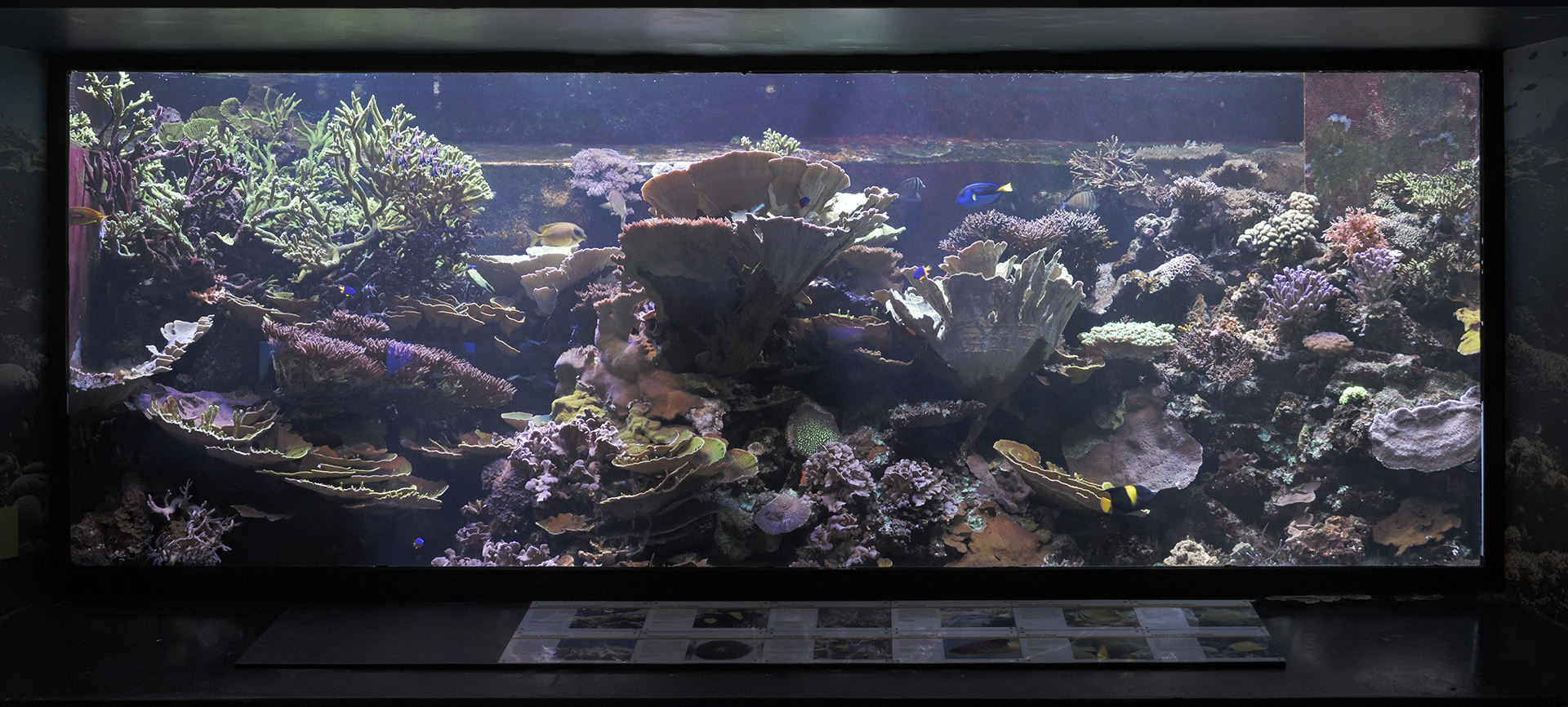 Large reef aquarium