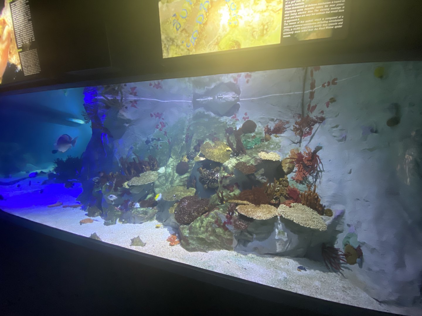 Large reef aquarium