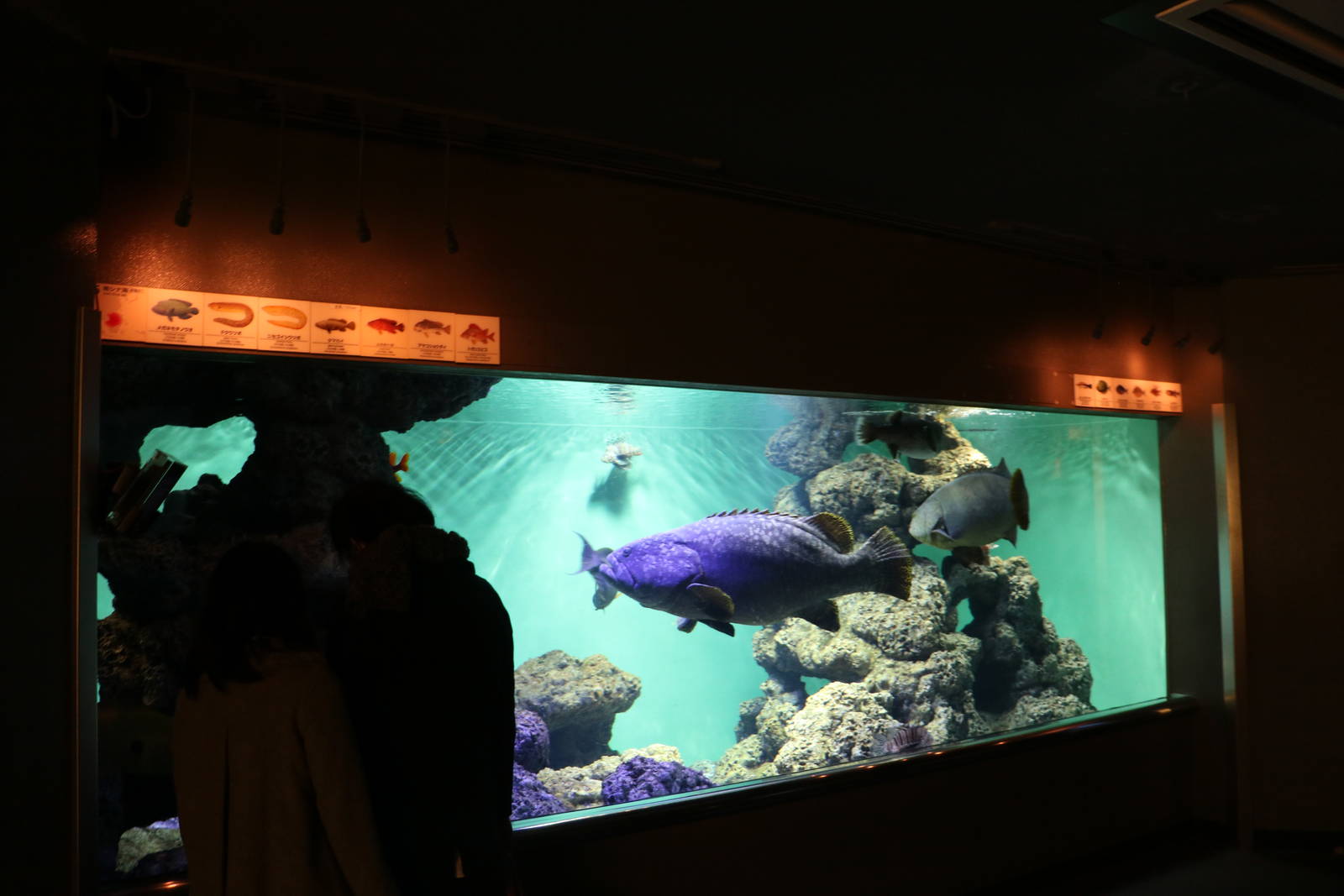 Large reef fish tank - Tokyo Sea Life Park, February 2016