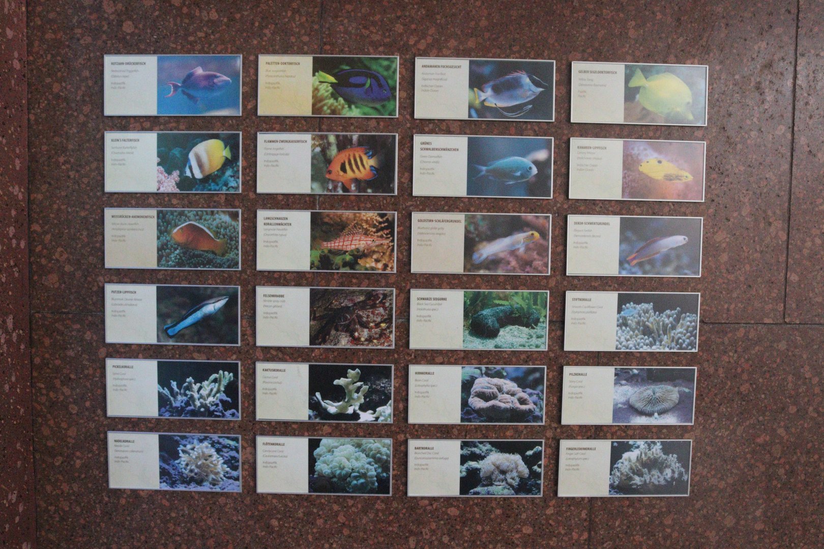 Large Reef Tank in Patagonia Restaurant Signage