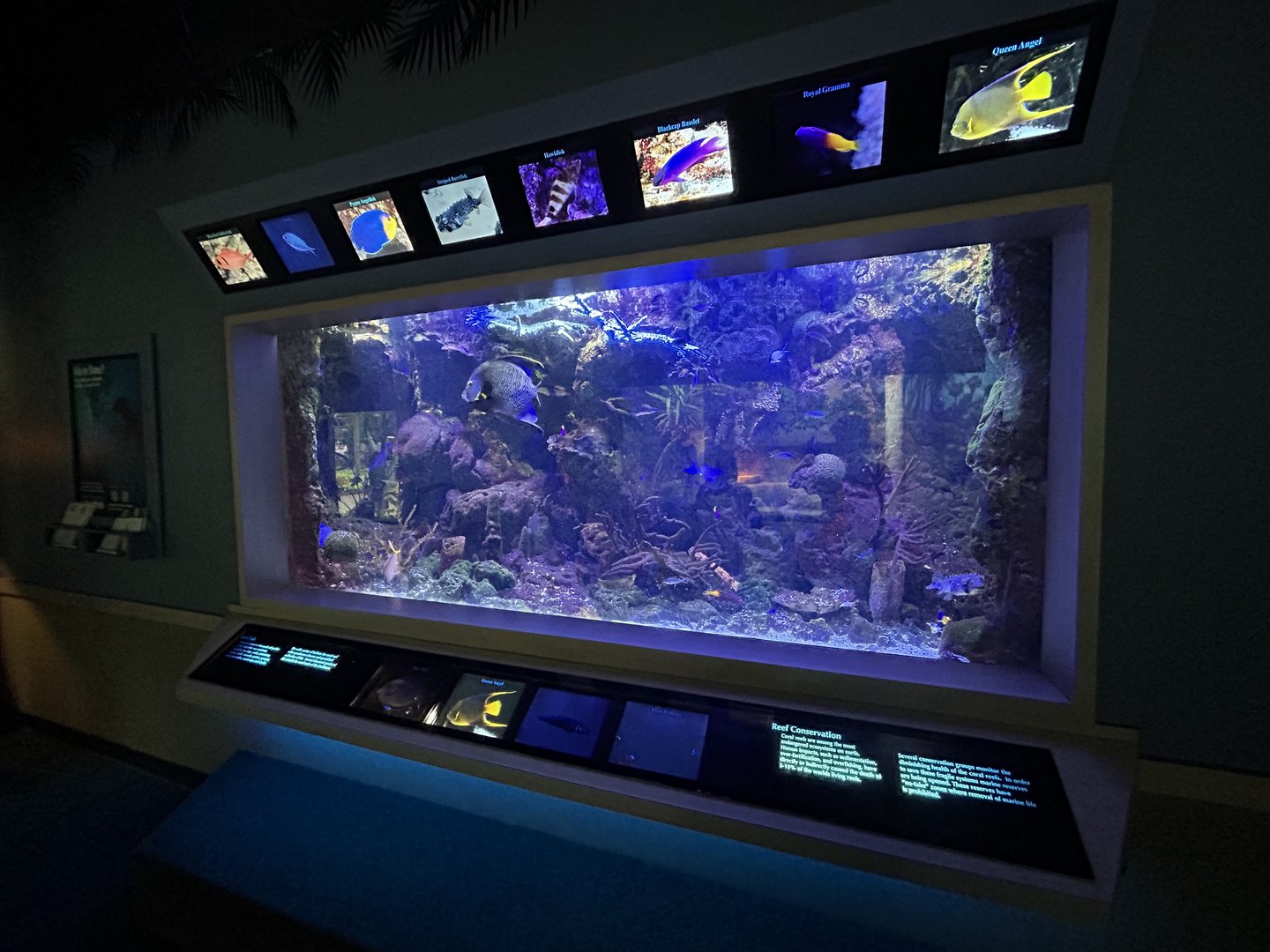 Large Reef Tank - Unseen New World