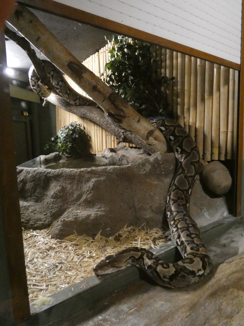 Large Reticulated python