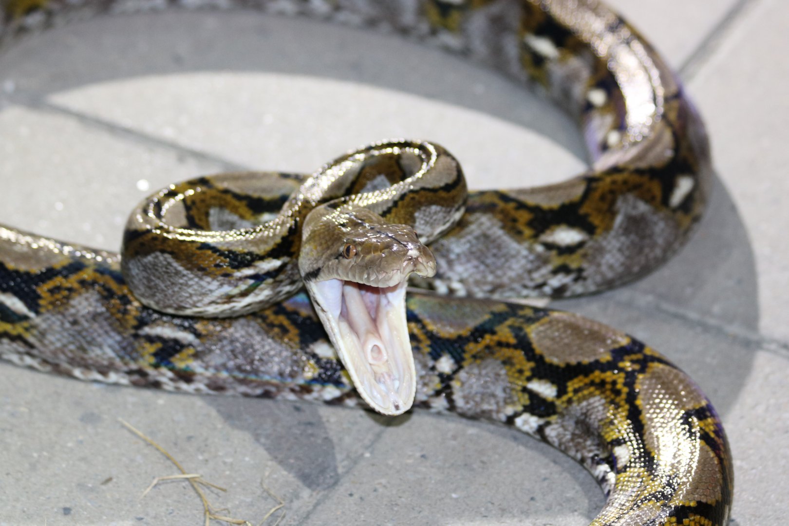 Large Reticulated Python