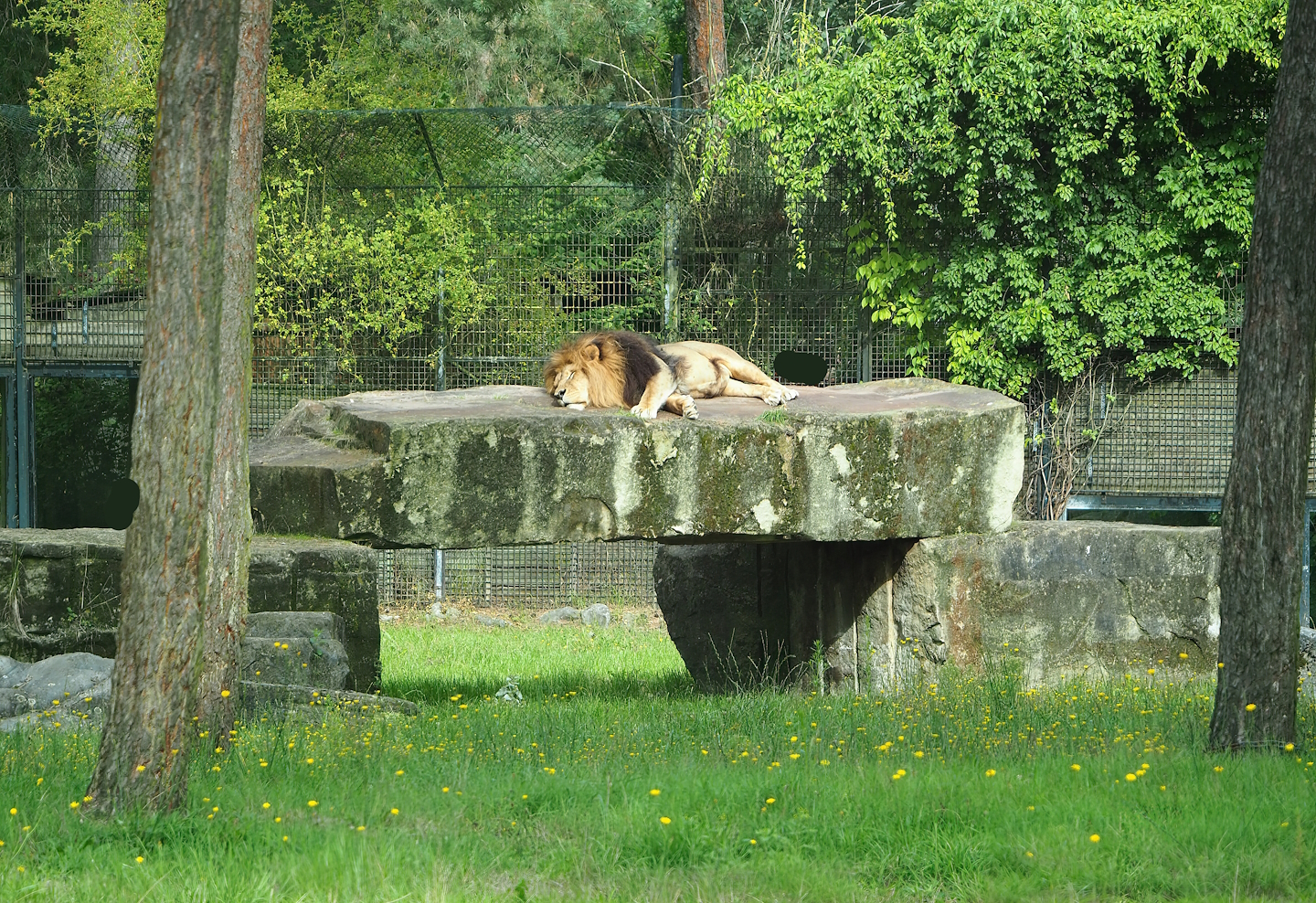 Large rock in African lion exhibit, 2023-08-15
