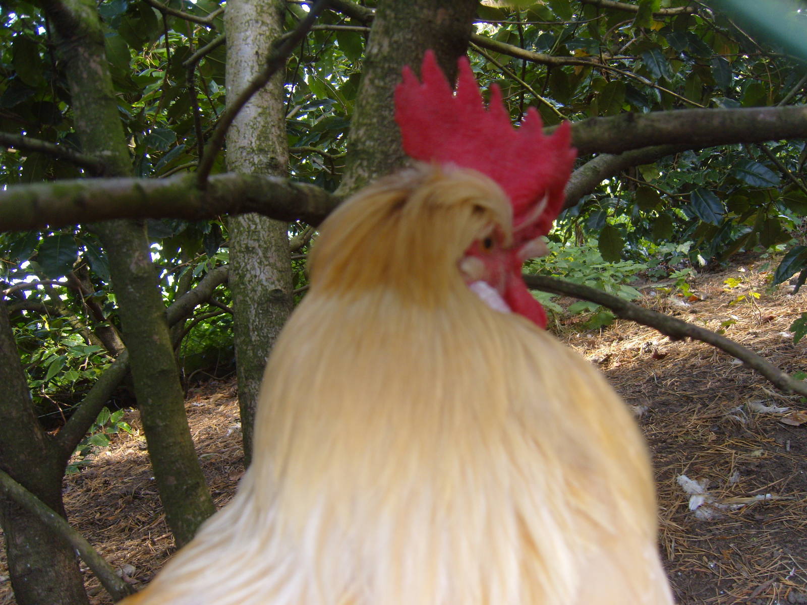 Large Rooster
