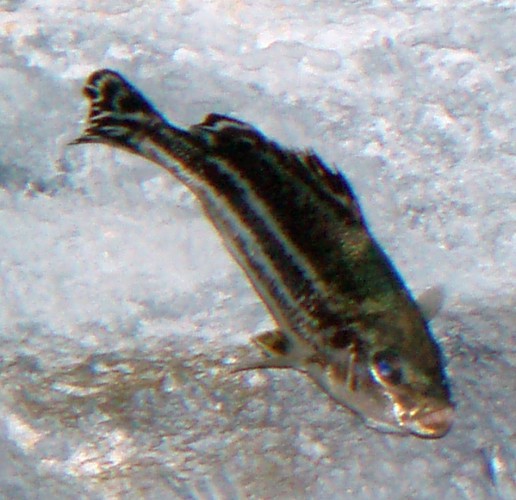 Large-scaled Banded Grunter (Terapon theraps)
