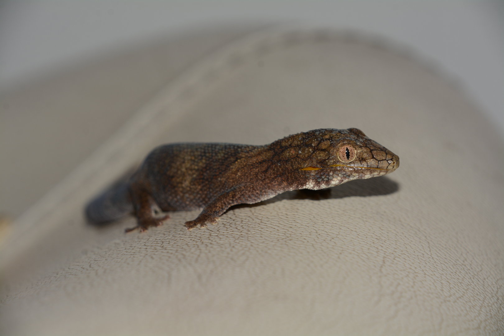 Large-scaled chameleon gecko (Eurydactylodes symmetricus)