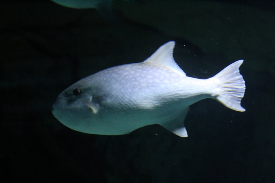 Large-Scaled Ocean Triggerfish
