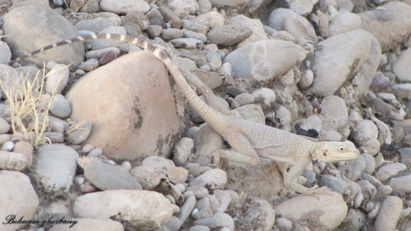 Large-scaled Rock Agama(Laudakia nupta)1