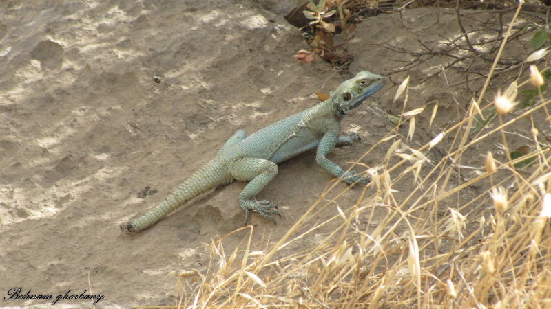 Large-scaled Rock Agama(Laudakia nupta)2