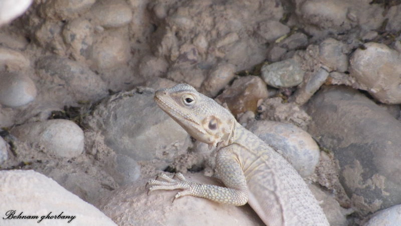 Large-scaled Rock Agama(Laudakia nupta)3