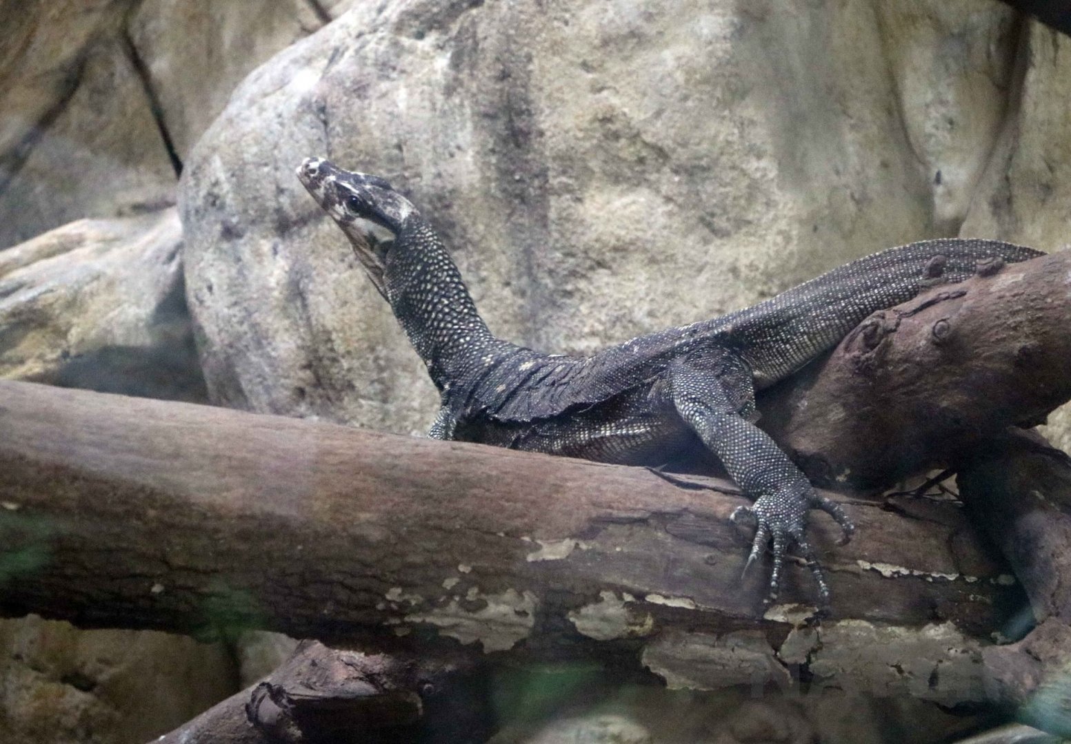 Large-scaled (Visayan) water monitor, July 2016