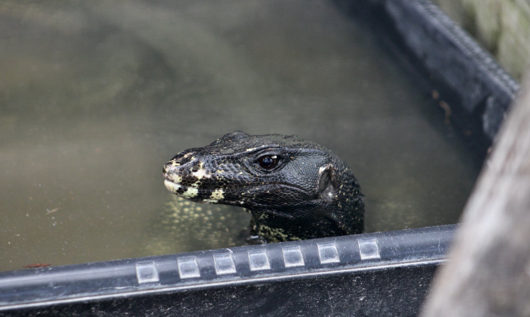 Large-Scaled Water Monitor (Varanus nuchalis)