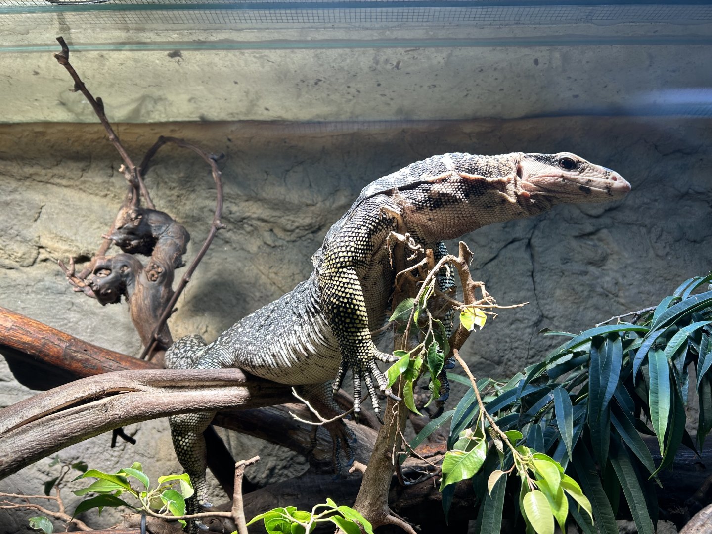 Large-scaled Water Monitor